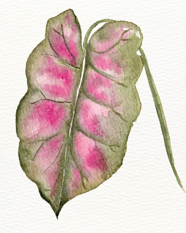 Aquarelle à peindre -La Monstera